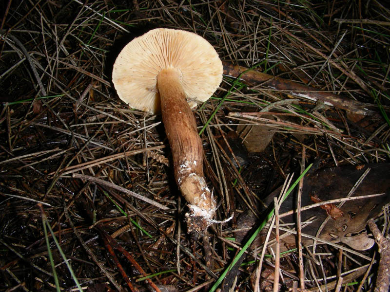 Da determinare fotografato il 05.03.2010.