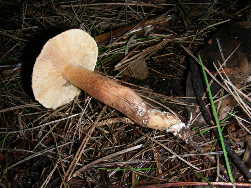 Da determinare fotografato il 05.03.2010.