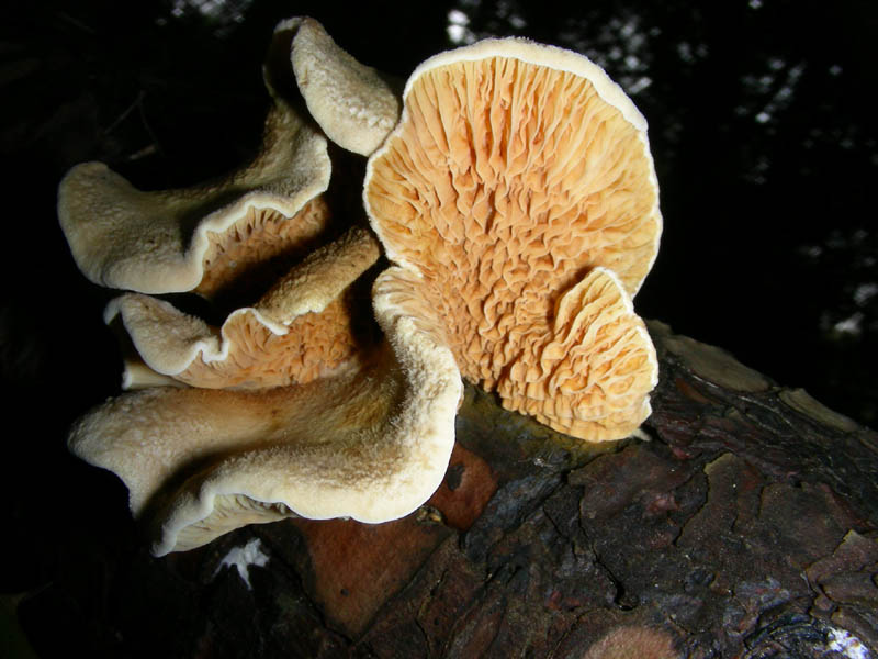 Fotografato il 05.03.2010.