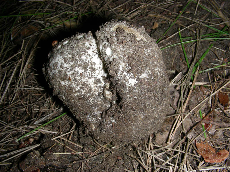 Sarcosphaera crassa fotog.il 09.03.2010.