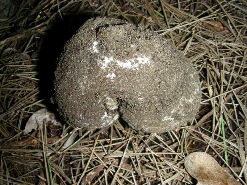 Sarcosphaera crassa fotog.il 09.03.2010.