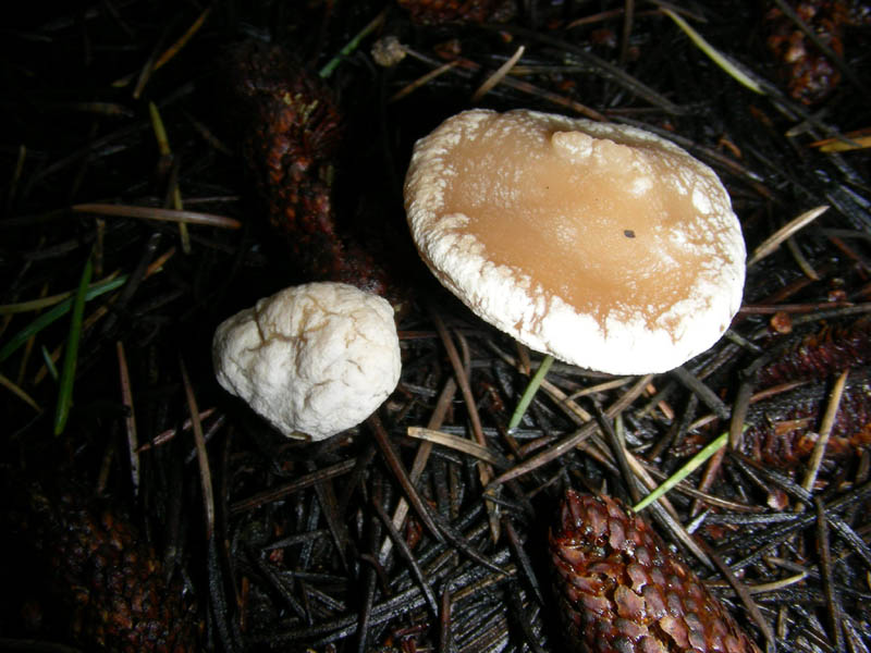 Fotografato il 12.03.10.