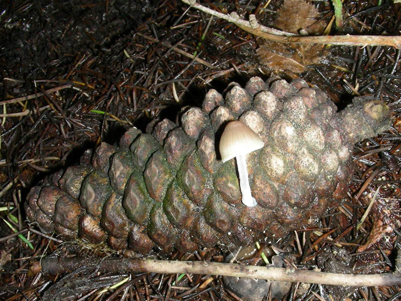 Altro ritrovamento del 12.03.2010.