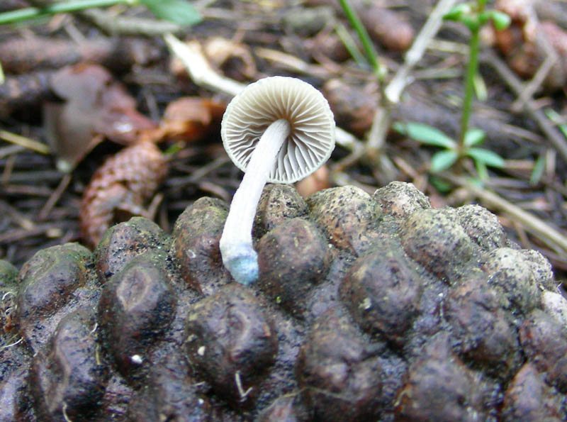 Altro ritrovamento del 12.03.2010.