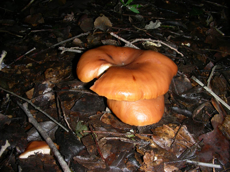 Altro ritrovamento del 12.03.2010