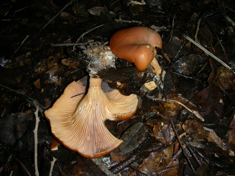 Altro ritrovamento del 12.03.2010