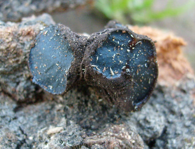 Fotografato il 16.01.2010.