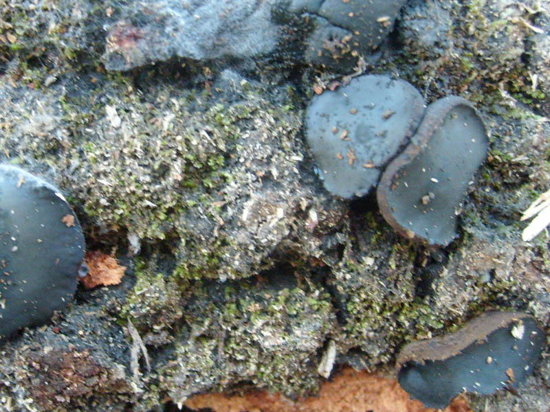 Fotografato il 16.01.2010.