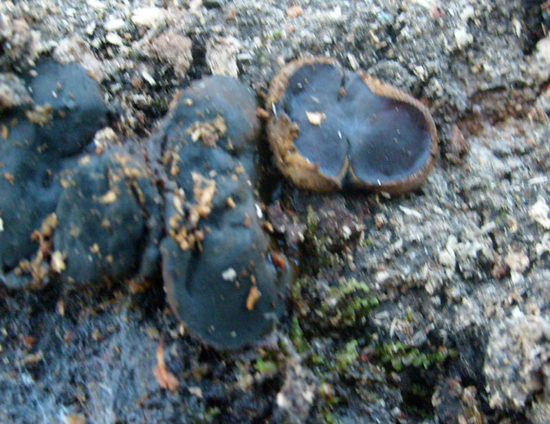 Fotografato il 16.01.2010.