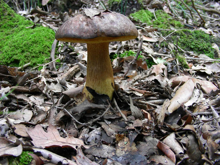Leccinum lepidum fotog.13.02.09.