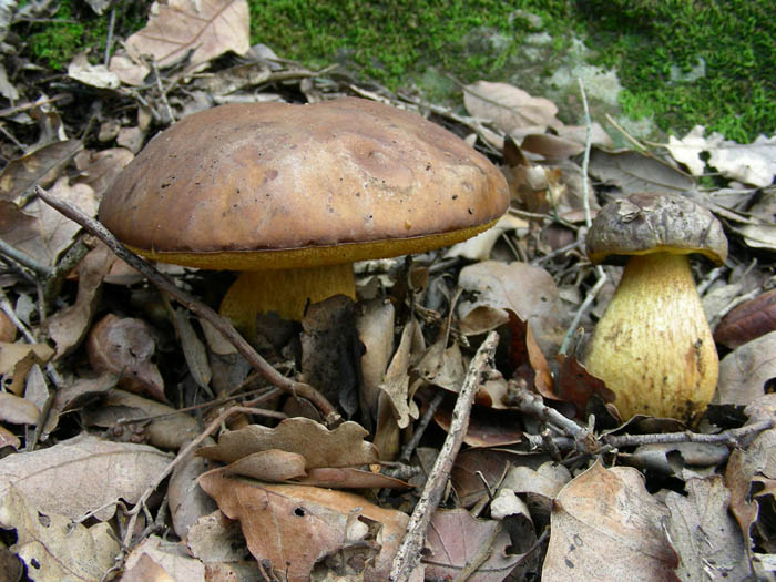 Leccinum lepidum fotog.13.02.09.