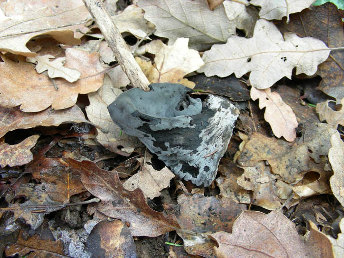 Altri ritrovamenti del 13.02.09.