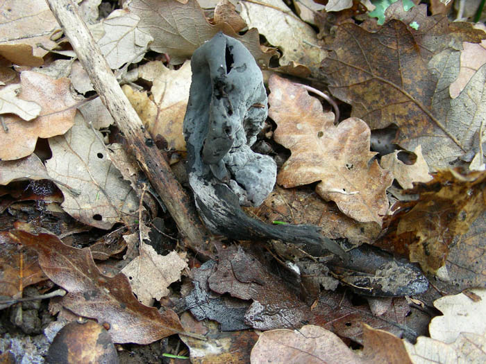 Altri ritrovamenti del 13.02.09.