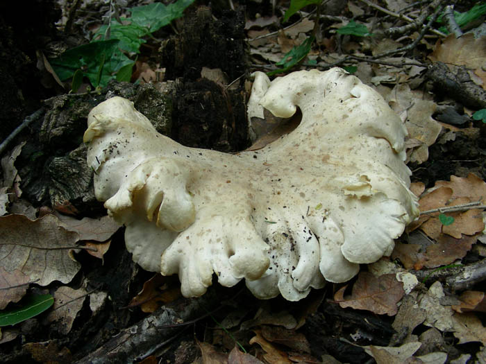 Altri ritrovamenti del 13.02.09.