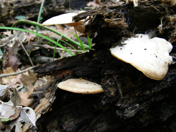 Altri ritrovamenti del 13.02.09.