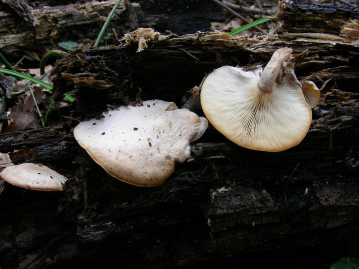 Altri ritrovamenti del 13.02.09.