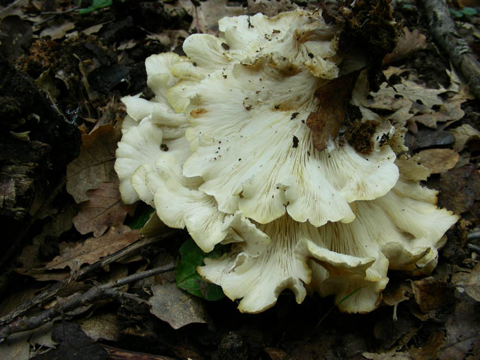 Altri ritrovamenti del 13.02.09.