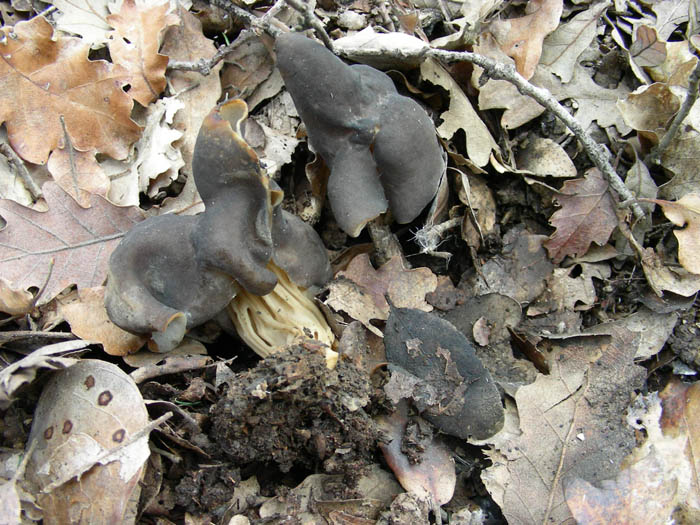 Altri ritrovamenti del 13.02.09.