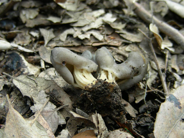 Altri ritrovamenti del 13.02.09.