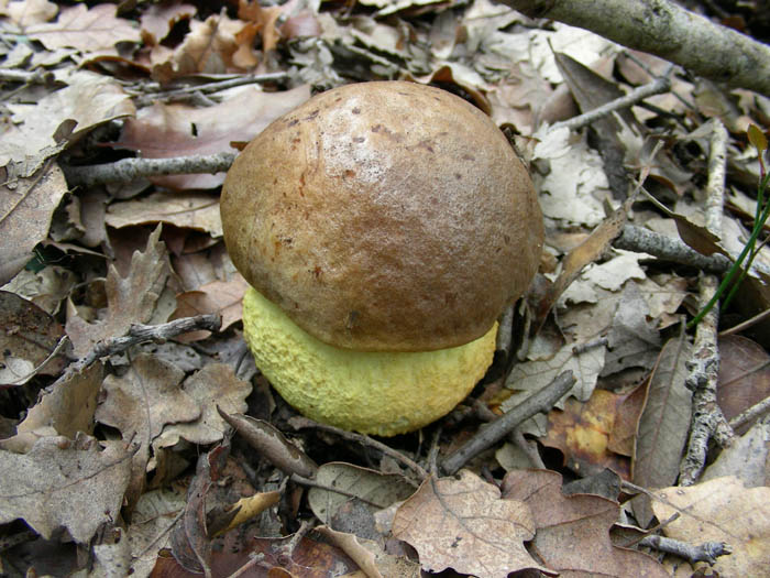 Leccinum lepidum fotog.13.02.09.