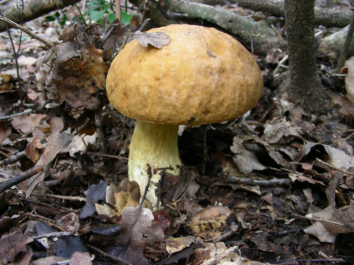 Leccinum lepidum fotog.13.02.09.