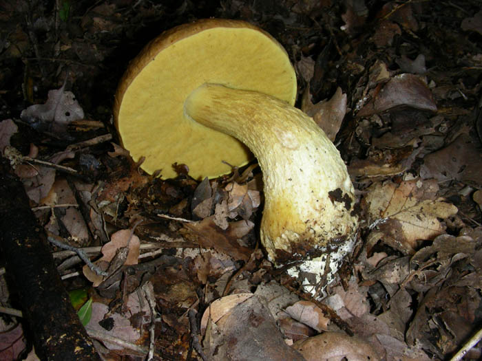 Leccinum lepidum fotog.13.02.09.