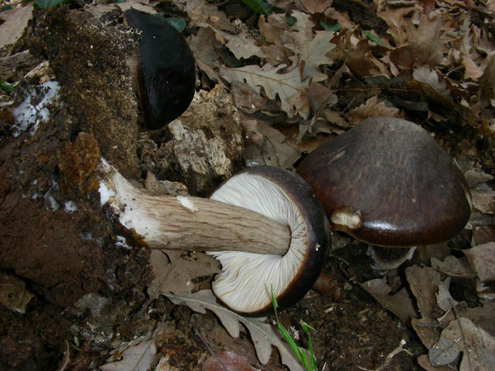 Ritrovamenti del 17.02.09.