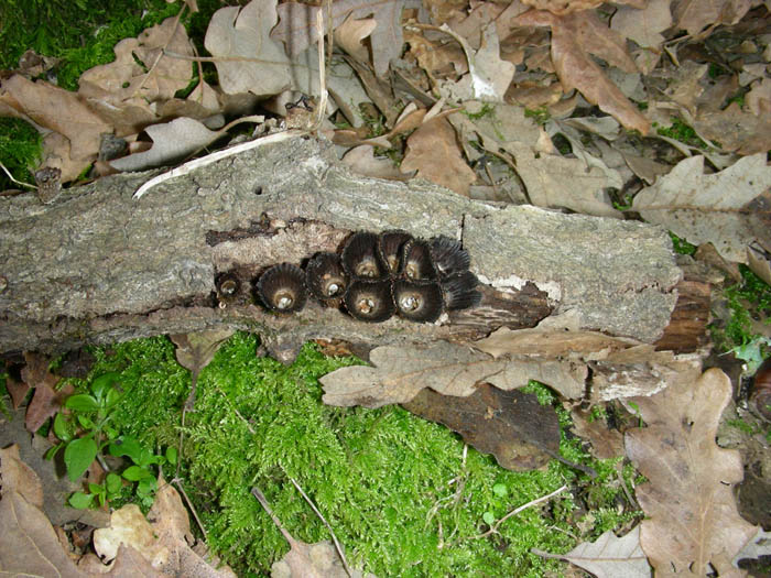 Ritrovamenti del 17.02.09.