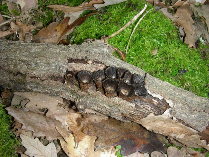 Ritrovamenti del 17.02.09.