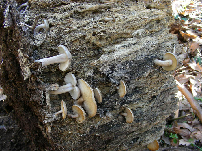 Ritrovamenti del 17.02.09.