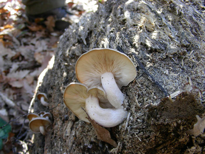 Ritrovamenti del 17.02.09.