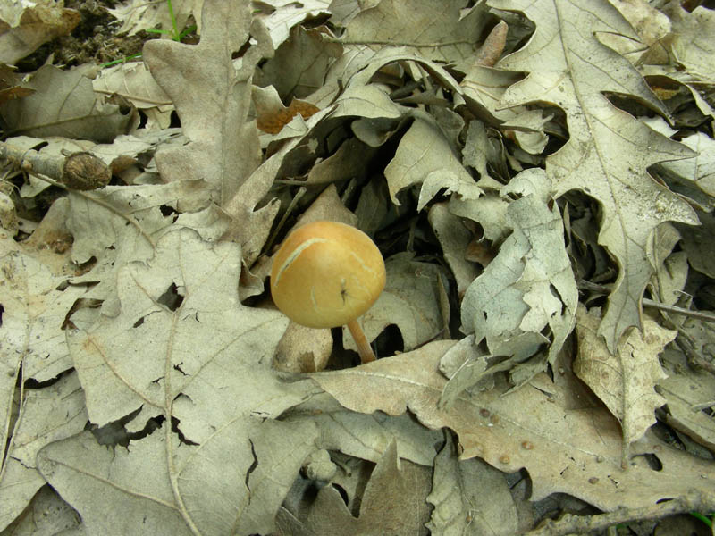 Altro ritrovamento del 23.03.2010