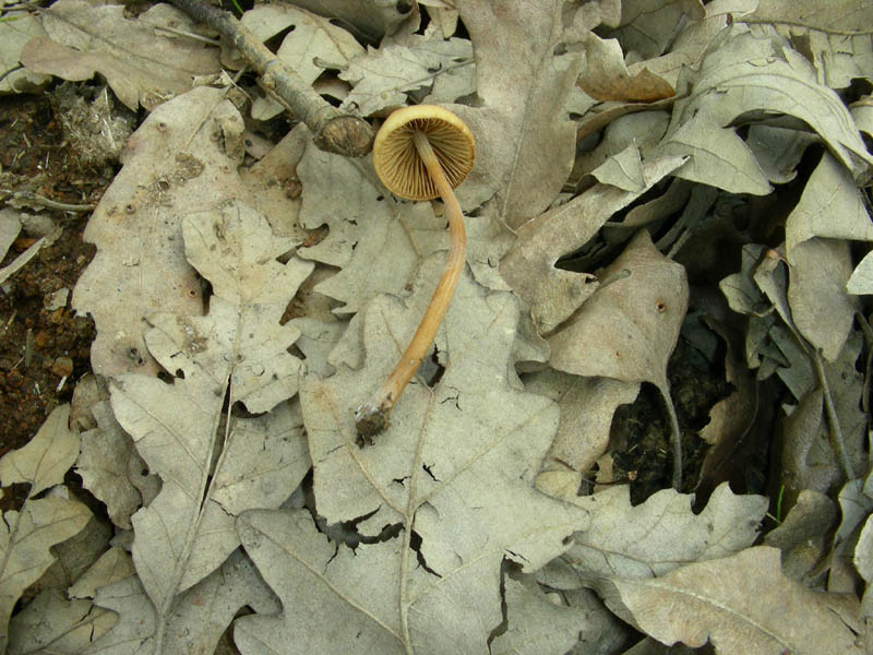 Altro ritrovamento del 23.03.2010