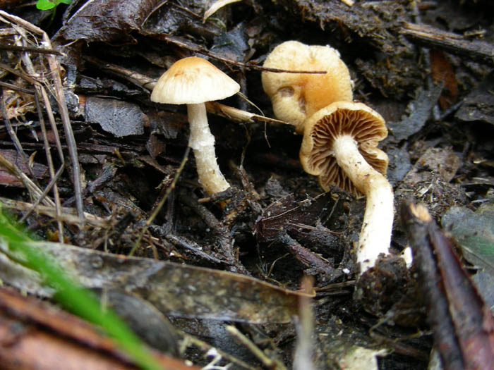 funghi da determinare fotog.24.02.09.