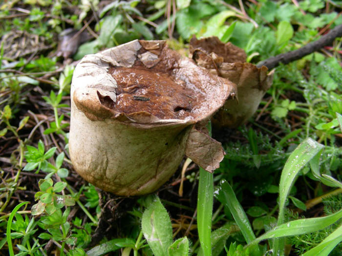 funghi da determinare fotog.24.02.09.