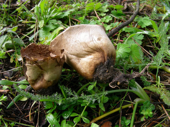 funghi da determinare fotog.24.02.09.