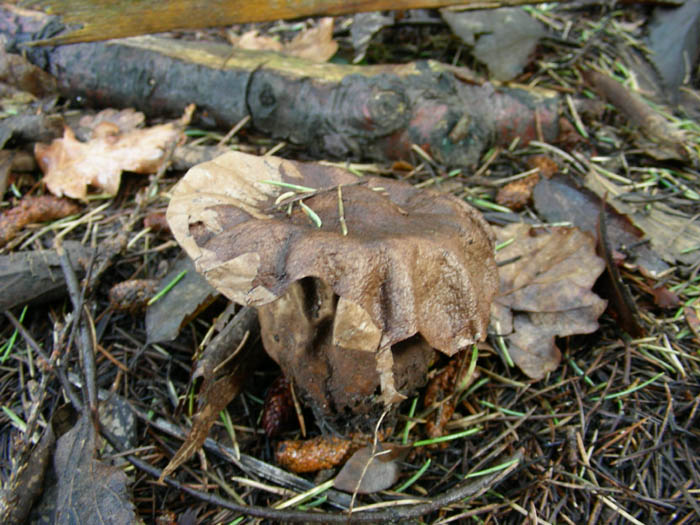 funghi da determinare fotog.24.02.09.