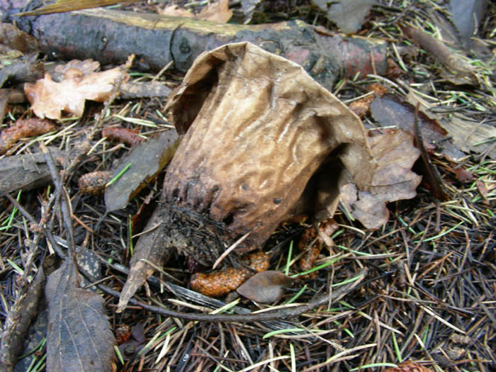 funghi da determinare fotog.24.02.09.