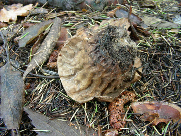 funghi da determinare fotog.24.02.09.