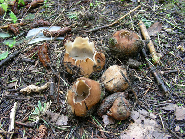 funghi da determinare fotog.24.02.09.