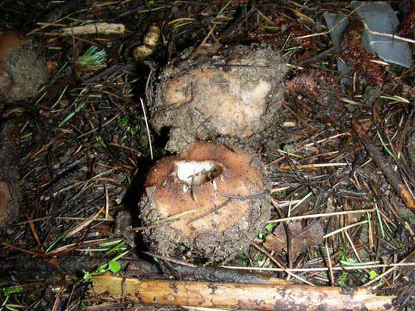 funghi da determinare fotog.24.02.09.
