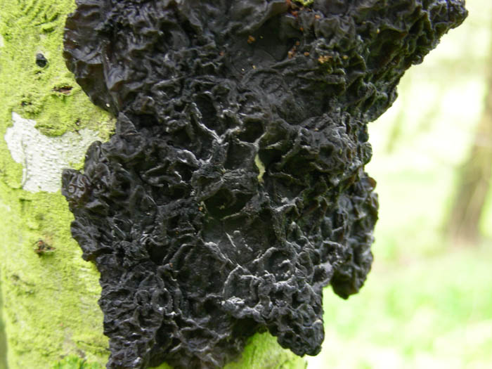 4 funghi da determinare.