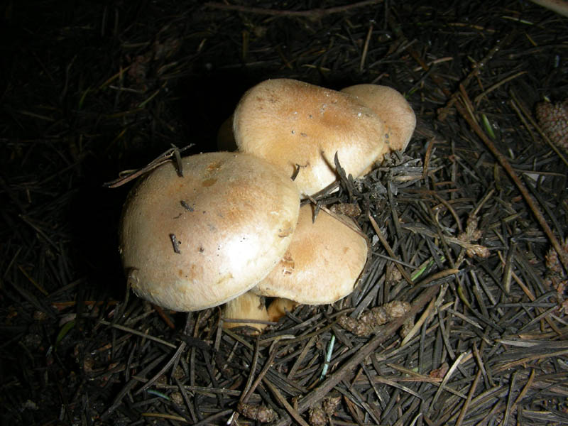 2)ritrovamento del 26.03.2010.Pholiota?