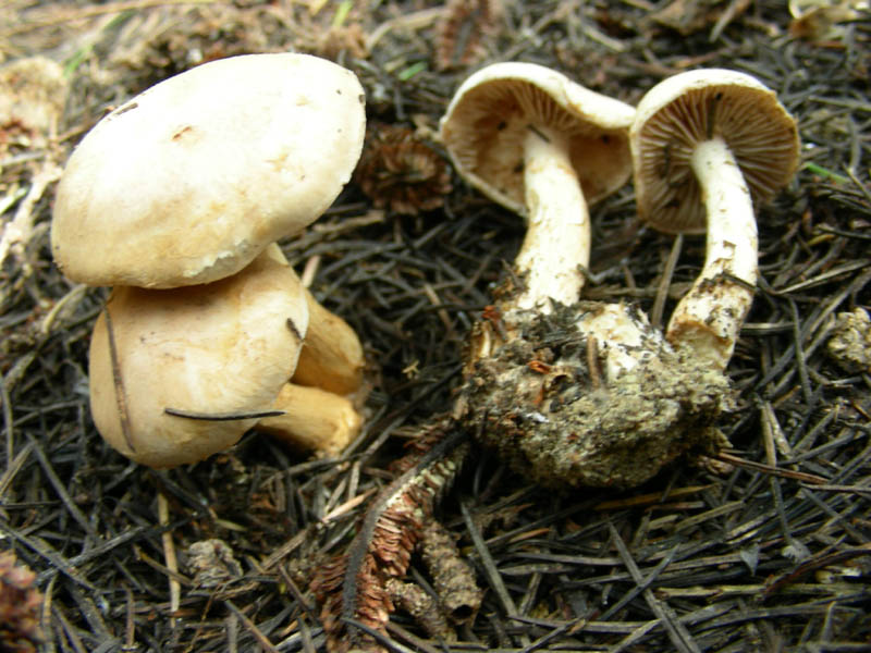 2)ritrovamento del 26.03.2010.Pholiota?