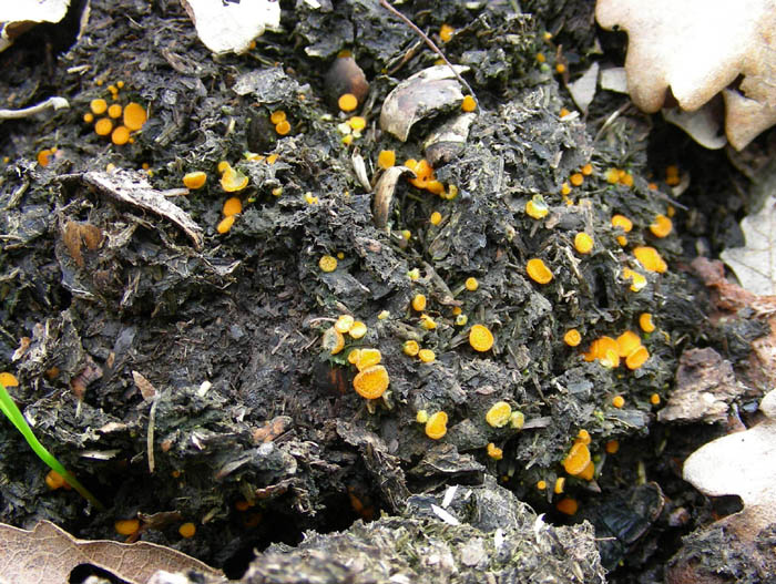 4 funghi da determinare.
