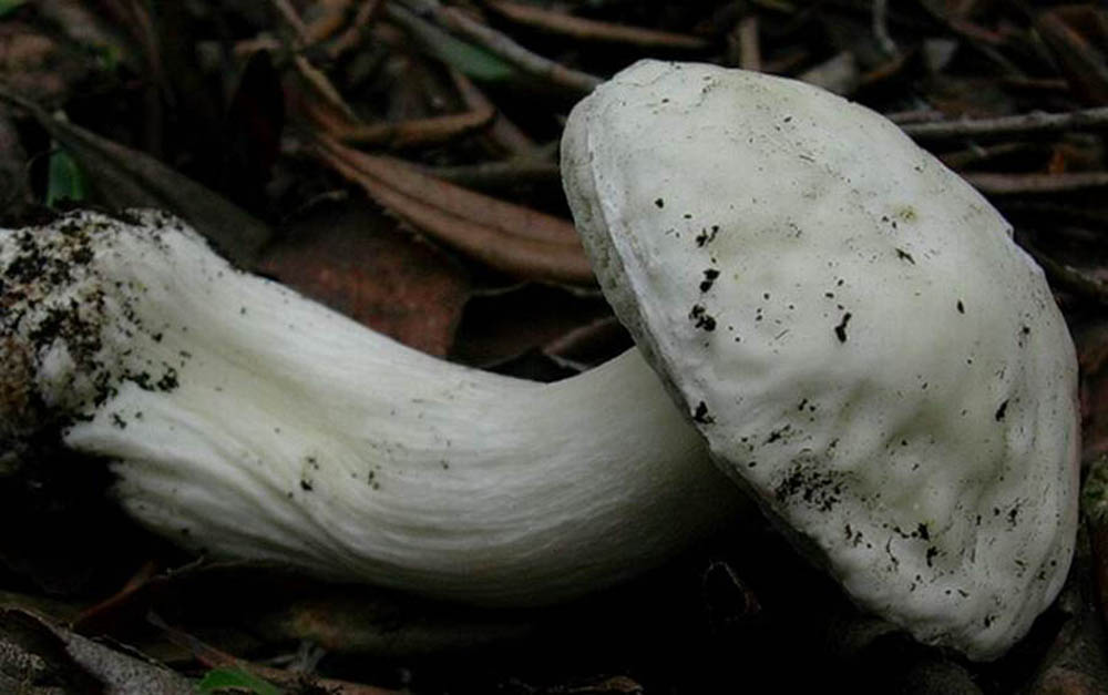 Boletus edulis var.personii