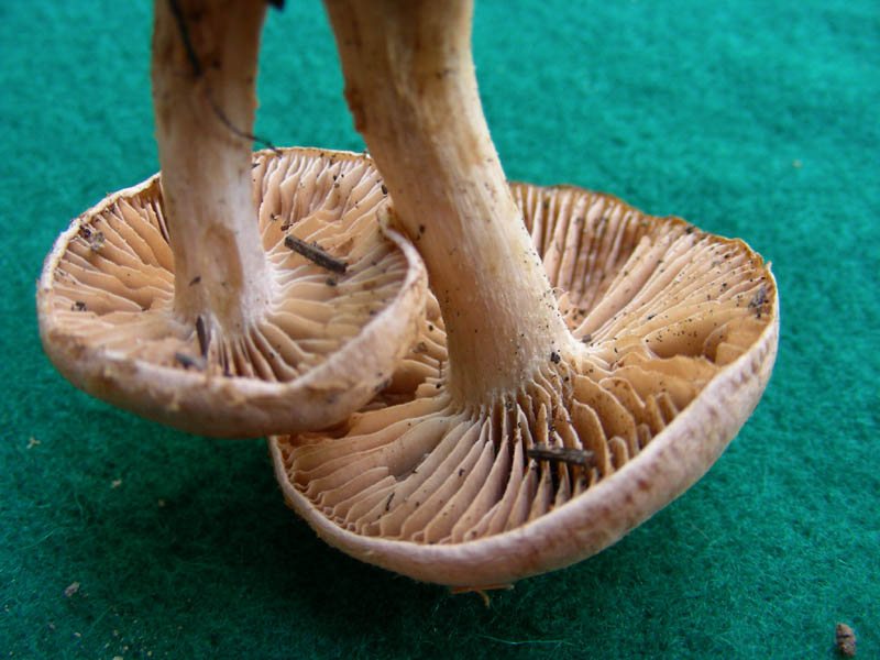 2)ritrovamento del 26.03.2010.Pholiota?