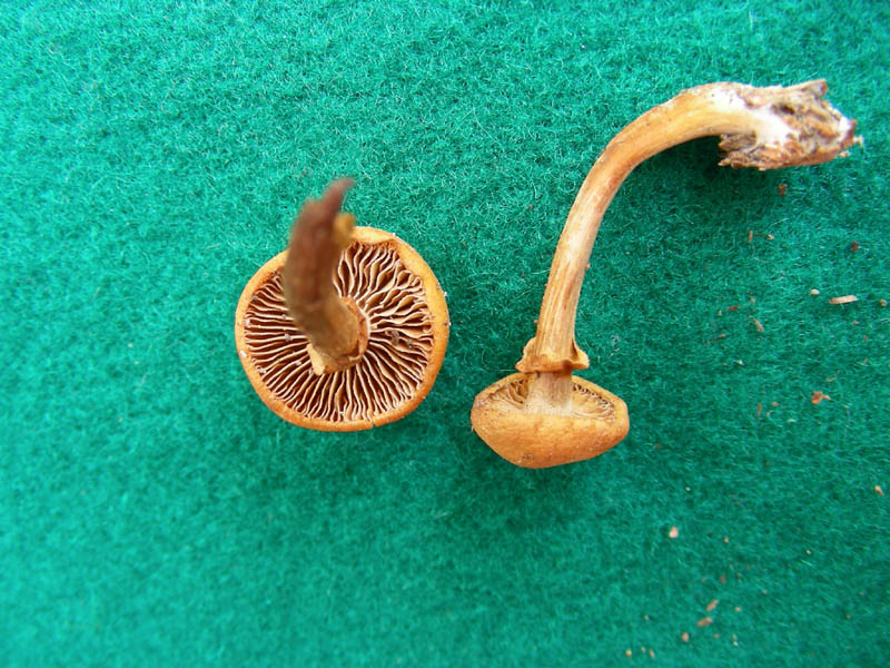 5)ritrovamento del 26.03.10.