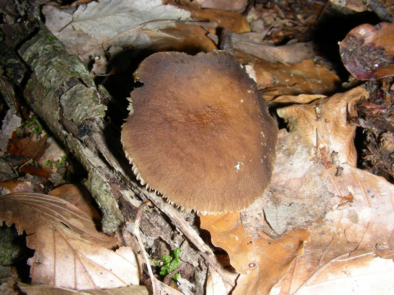 Pluteus romellii?fotog.il 30.03.10.