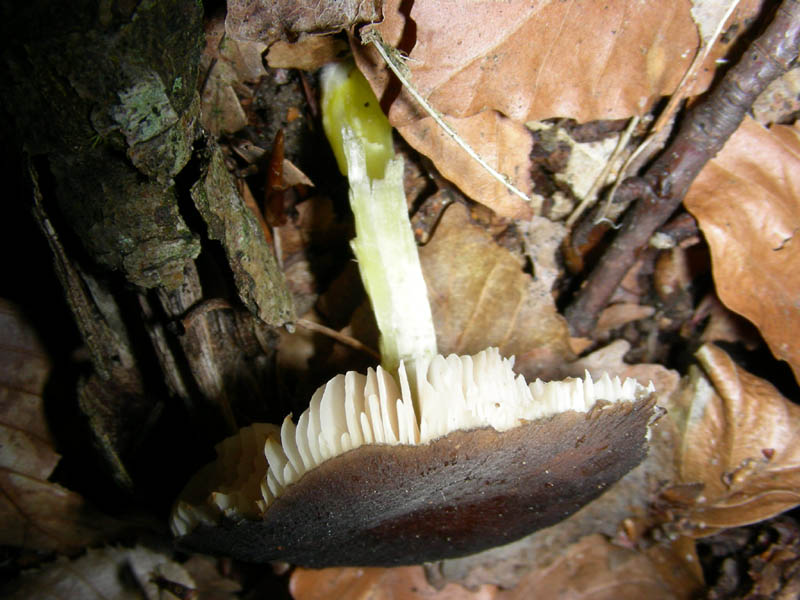 Pluteus romellii?fotog.il 30.03.10.